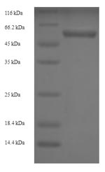 Recombinant Human Protein disulfide-isomerase (P4HB) – Figure 1 of 1