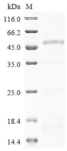(Tris-Glycine gel) Discontinuous SDS-PAGE (reduced) with 5% enrichment gel and 15% separation gel.