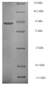 Recombinant Saccharomyces cerevisiae Proliferating cell nuclear antigen (POL30) – Figure 1 of 1