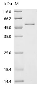 (Tris-Glycine gel) Discontinuous SDS-PAGE (reduced) with 5% enrichment gel and 15% separation gel.