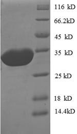 Recombinant Escherichia coli O157:H7 Peptide deformylase (def) – Figure 1 of 1