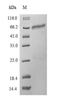 Recombinant Mouse Protein disulfide-isomerase A2 (Pdia2) – Figure 1 of 1