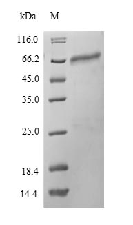 Recombinant Mouse Protein disulfide-isomerase A2 (Pdia2) – Figure 1 of 1