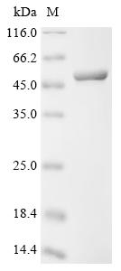 (Tris-Glycine gel) Discontinuous SDS-PAGE (reduced) with 5% enrichment gel and 15% separation gel.