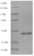 Recombinant Human Elafin (PI3) – Figure 1 of 1