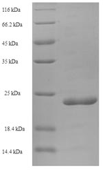 Recombinant Human Elafin (PI3) – Figure 1 of 1
