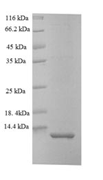 Recombinant Oncorhynchus mykiss Myelin proteolipid protein (plp), partial – Figure 1 of 1