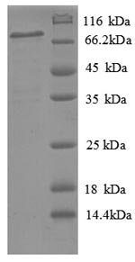 Recombinant Human Phospholipid transfer protein (PLTP) – Figure 1 of 1
