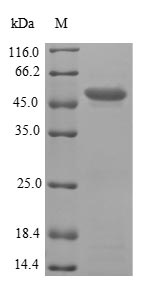 (Tris-Glycine gel) Discontinuous SDS-PAGE (reduced) with 5% enrichment gel and 15% separation gel.