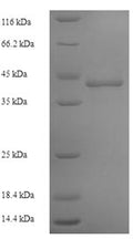 Recombinant Human DNA-directed RNA polymerase III subunit RPC1 (POLR3A), partial – Figure 1 of 1