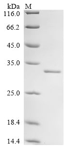 (Tris-Glycine gel) Discontinuous SDS-PAGE (reduced) with 5% enrichment gel and 15% separation gel.