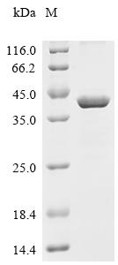 (Tris-Glycine gel) Discontinuous SDS-PAGE (reduced) with 5% enrichment gel and 15% separation gel.
