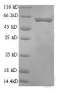 Recombinant Rat Perforin-1 (Prf1), partial – Figure 1 of 1