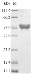 (Tris-Glycine gel) Discontinuous SDS-PAGE (reduced) with 5% enrichment gel and 15% separation gel.