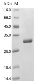 Recombinant Bovine Prolactin (PRL) – Figure 1 of 1