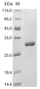 Recombinant Bovine Prolactin (PRL) – Figure 1 of 1