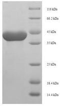 Recombinant Rat Serine protease 1 (Prss1) – Figure 1 of 1