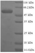 Recombinant Human Serine protease 23 (PRSS23) – Figure 1 of 1