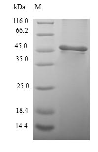 (Tris-Glycine gel) Discontinuous SDS-PAGE (reduced) with 5% enrichment gel and 15% separation gel.