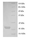 Recombinant Human Parathyroid hormone-related protein (PTHLH), partial – Figure 1 of 1