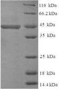 Recombinant Human Receptor-type tyrosine-protein phosphatase zeta (PTPRZ1), partial – Figure 1 of 1