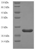 Recombinant Rat Regenerating islet-derived protein 3-alpha (Reg3a) – Figure 1 of 1