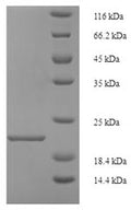 Recombinant Rat Regenerating islet-derived protein 3-gamma (Reg3g) – Figure 1 of 1