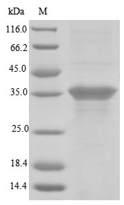 (Tris-Glycine gel) Discontinuous SDS-PAGE (reduced) with 5% enrichment gel and 15% separation gel.