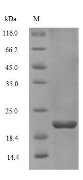 Recombinant Human Non-secretory ribonuclease (RNASE2) – Figure 1 of 1