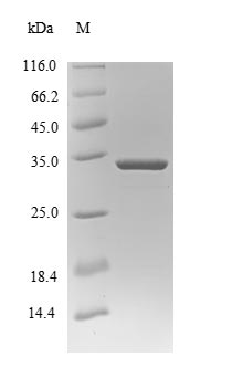 (Tris-Glycine gel) Discontinuous SDS-PAGE (reduced) with 5% enrichment gel and 15% separation gel.
