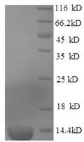 Recombinant Horse Serum amyloid A protein (SAA1) – Figure 1 of 1