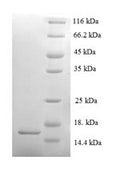 Recombinant Mouse Serum amyloid A-2 protein (Saa2) – Figure 1 of 1