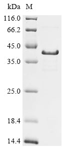 (Tris-Glycine gel) Discontinuous SDS-PAGE (reduced) with 5% enrichment gel and 15% separation gel.