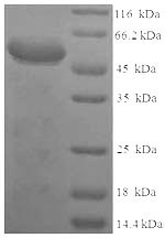Recombinant Rat Syndecan-1 (Sdc1), partial – Figure 1 of 1