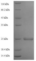 Recombinant Human Stromal cell-derived factor 2 (SDF2) – Figure 1 of 1