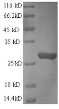 Recombinant Human Protein transport protein Sec16A (SEC16A), partial – Figure 1 of 1