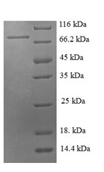 Recombinant Pig E-selectin (SELE), partial – Figure 1 of 1