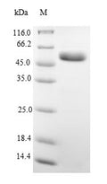 Recombinant Rat Alpha-1-antiproteinase (Serpina1) – Figure 1 of 1