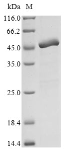 (Tris-Glycine gel) Discontinuous SDS-PAGE (reduced) with 5% enrichment gel and 15% separation gel.