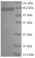 Recombinant Rat Plasminogen activator inhibitor 2 type A (Serpinb2) – Figure 1 of 1