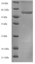 Recombinant Mouse Plasminogen activator inhibitor 1 (Serpine1) – Figure 1 of 1
