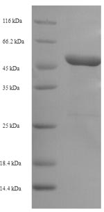 Recombinant Rat Plasminogen activator inhibitor 1 (Serpine1) – Figure 1 of 1