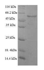 Recombinant Mouse Serpin H1 (Serpinh1) – Figure 1 of 1