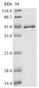 (Tris-Glycine gel) Discontinuous SDS-PAGE (reduced) with 5% enrichment gel and 15% separation gel.