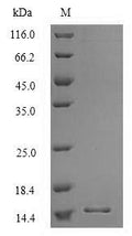 Recombinant Human Surfactant-associated protein 3 (SFTA3) – Figure 1 of 1