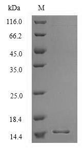 Recombinant Human Surfactant-associated protein 3 (SFTA3) – Figure 1 of 1