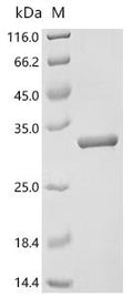(Tris-Glycine gel) Discontinuous SDS-PAGE (reduced) with 5% enrichment gel and 15% separation gel.
