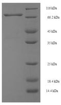 Recombinant Mouse Spermine oxidase (Smox) – Figure 1 of 1