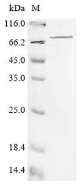 Recombinant Mouse Spermine oxidase (Smox) – Figure 1 of 1