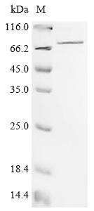 Recombinant Mouse Spermine oxidase (Smox) – Figure 1 of 1